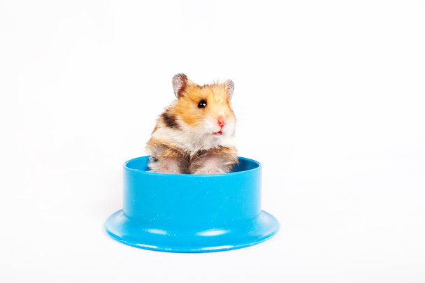 hamster sitting in the feeding trough - Photo, Image