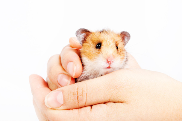 little hamster sitting in caring female hands - Photo, Image