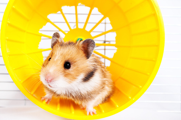 hamster uitgevoerd in het draaiende wiel - Foto, afbeelding