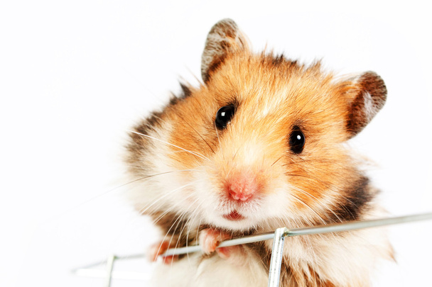 Hamster climbs up the cage - Photo, Image