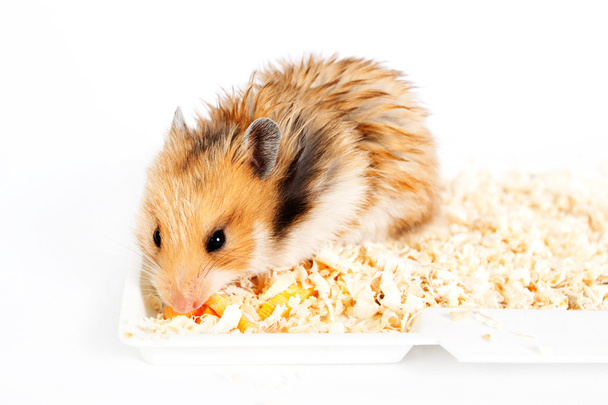 hamster sits and eats in the sawdust - Photo, Image