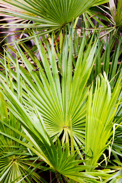 roślinność w everglades national park, Floryda, usa - Zdjęcie, obraz