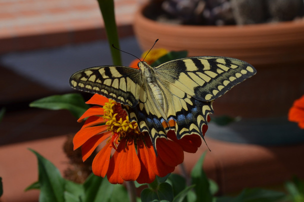 Closeup butterfly on flower - Photo, Image