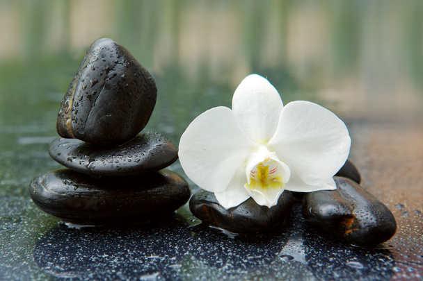 Orchidée blanche et pierres noires gros plan
. - Photo, image