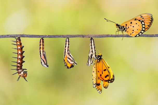Cykl życia Tawny Coster transformacji firmy caterpillar do butterf - Zdjęcie, obraz