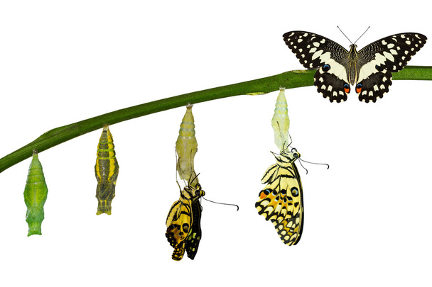 Isolated transformation of Lime Butterfly on white - Photo, Image