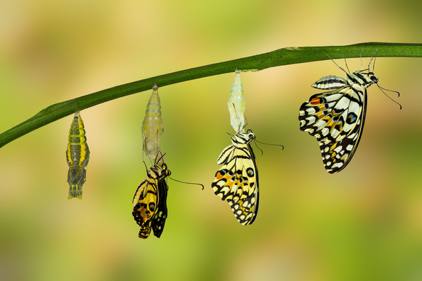 Transformation du papillon chaux
 - Photo, image
