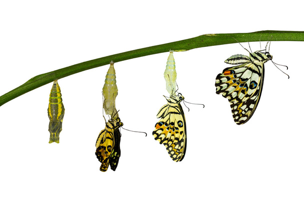 Transformación aislada de la mariposa de cal sobre blanco
 - Foto, Imagen