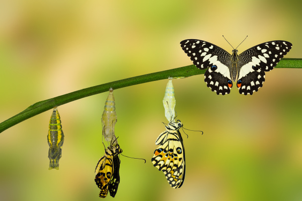 Transformación de la mariposa de cal
 - Foto, Imagen