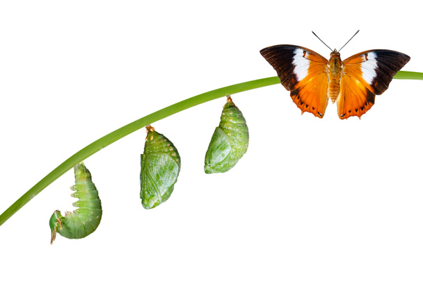 Isolated life cycle of Tawny Rajah butterfly on white - Photo, Image