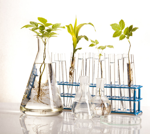 Plant laboratory - Photo, Image