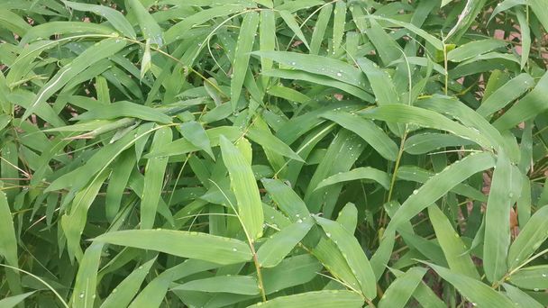  Hintergrund Muster Bambus Blatt grün. - Foto, Bild