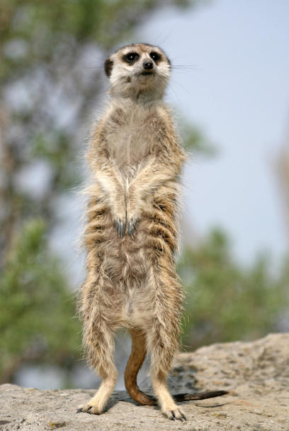 Alert Suricate or Meerkat (Suricata suricatta), standing to lookout - Фото, изображение
