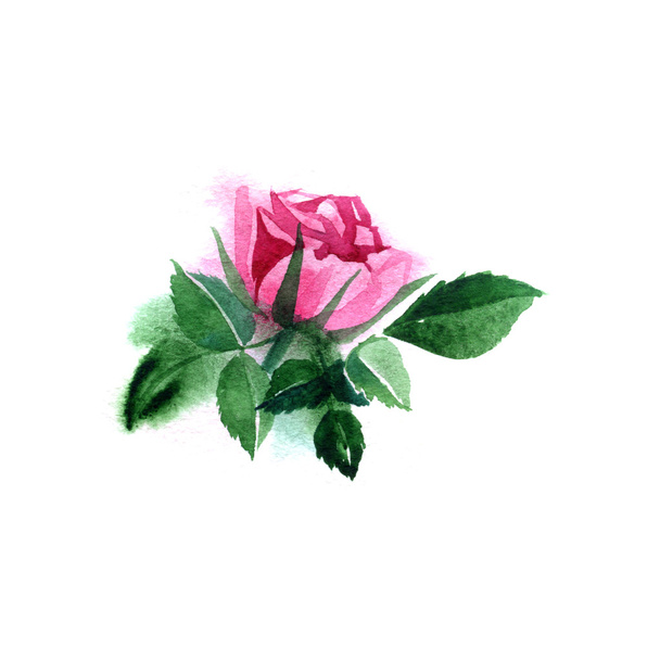 pink rose watercolor hand-painted, isolated on white - Photo, image