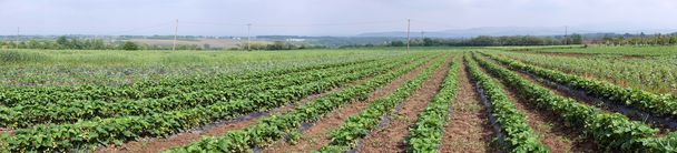 Aardbei veld in Servië - Foto, afbeelding