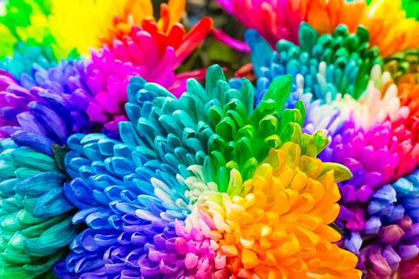 Rainbow colored flowers - Photo, Image