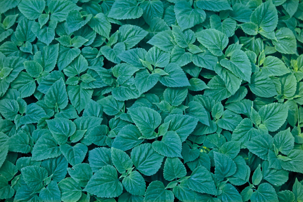 Young plants of Impatiens walleriana - Photo, Image