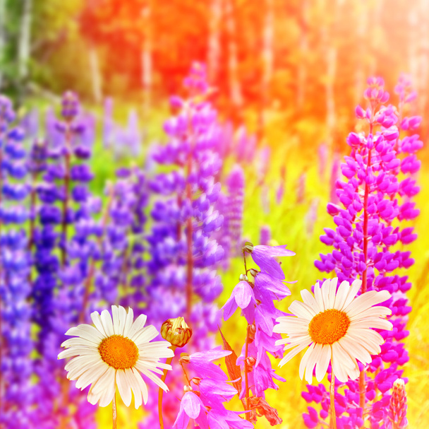 Letní krajina s krásnou světle vlčí květy - Fotografie, Obrázek