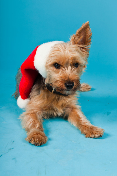 Lindo perro terrier Yorkshire con sombrero de Navidad aislado sobre fondo azul claro. Captura de estudio
. - Foto, imagen