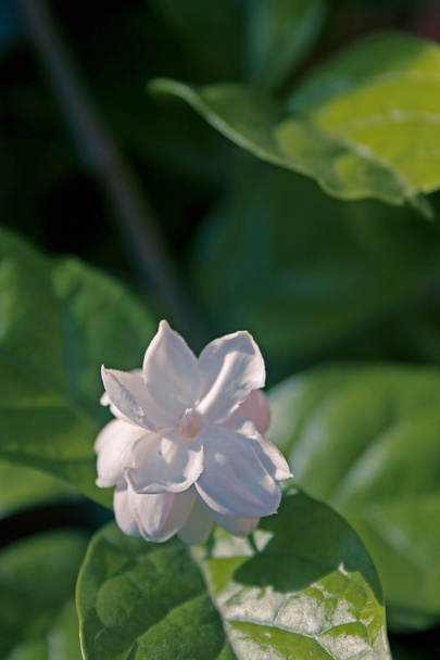 Kwiat Arabian Jasmine, Santuzza, Jasminum sambac var., Indie - Zdjęcie, obraz