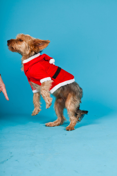 Lindo perro Yorkshire terrier con chaqueta de Navidad aislado sobre fondo azul claro. Retrato de estudio
. - Foto, imagen