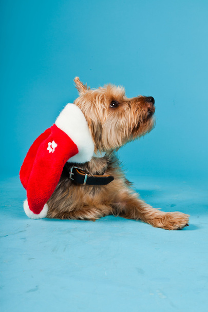 Lindo perro terrier Yorkshire con sombrero de Navidad aislado sobre fondo azul claro. Captura de estudio
. - Foto, imagen