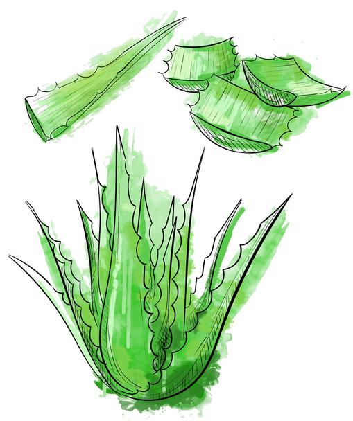 Vektor kézzel rajzolt botanikai Aloe Vera. Vésett gyűjtemény. Aloe Vera banner, plakát, címke, prospektus sablon az üzleti támogatása. - Vektor, kép