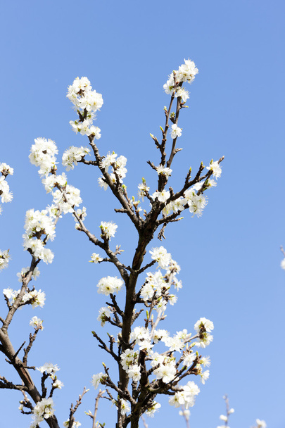 Blossom tree részlete - Fotó, kép