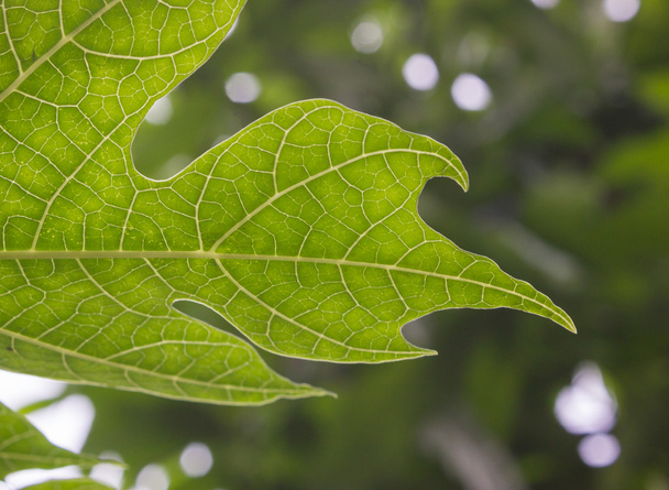Closeup groene bladeren - Foto, afbeelding