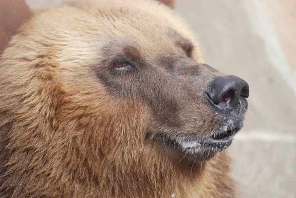 The brown bear close up, wild life - 写真・画像
