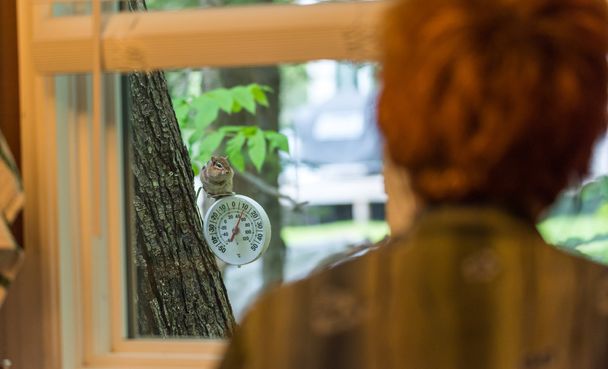 Streifenhörnchen beobachtet Frau durch Küchenfenster. - Foto, Bild