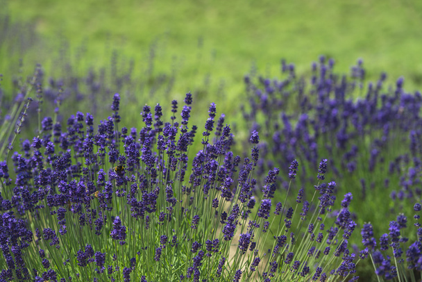 Prachtige lavendelvelden is prachtig uitzicht op de zomer - Foto, afbeelding