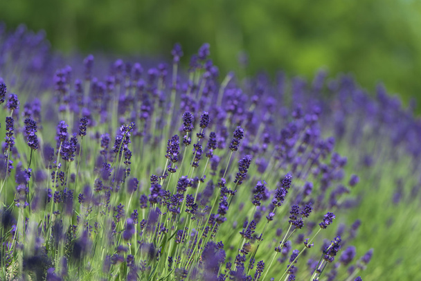 Όμορφη lavender τους τομείς είναι υπέροχη θέα του καλοκαιριού - Φωτογραφία, εικόνα