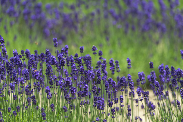 Όμορφη lavender τους τομείς είναι υπέροχη θέα του καλοκαιριού - Φωτογραφία, εικόνα