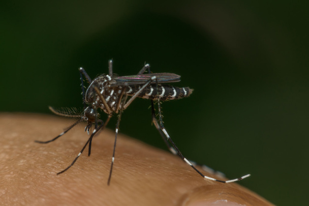 Makro komár (Aedes aegypti) sání krve - Fotografie, Obrázek