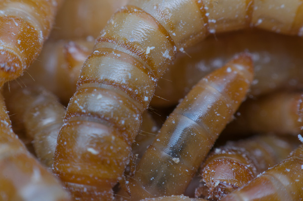 Macro de Mealworm em uma fazenda
 - Foto, Imagem