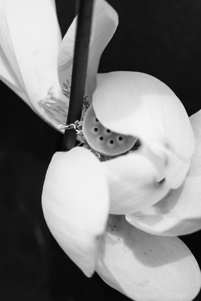 Lotus petal en pod - Foto, afbeelding
