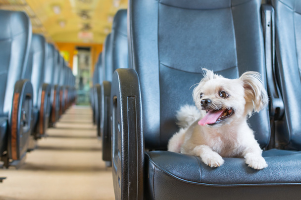 Σκύλων ταξίδια με το τρένο - Φωτογραφία, εικόνα