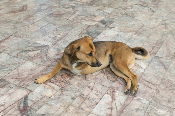Defecto perro con tres patas
 - Foto, imagen