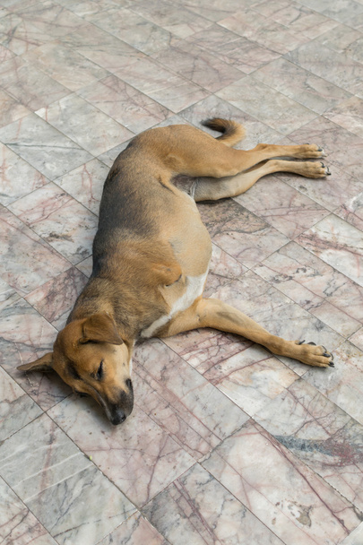 Defect dog with three legs - Photo, Image