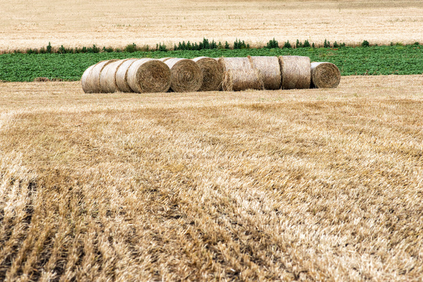 Freshly cut and raked agricultural field - Photo, Image