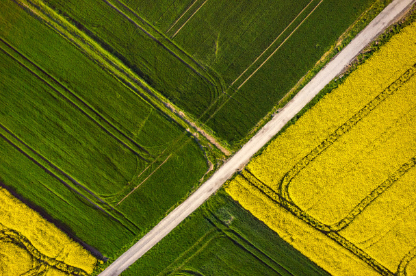 Colza field aerial view - Foto, immagini