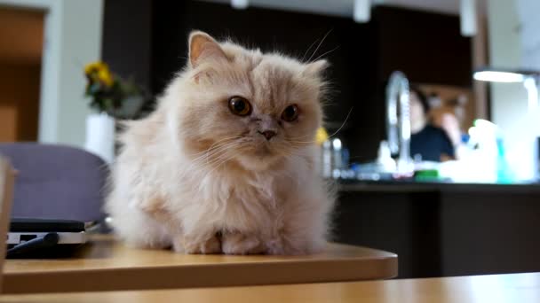 Perzsa macska játszik az emberek - Felvétel, videó