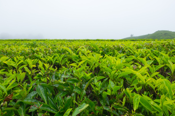 Tea tree in tea plantations at Cameron Highlands, Malaysia. - Photo, Image