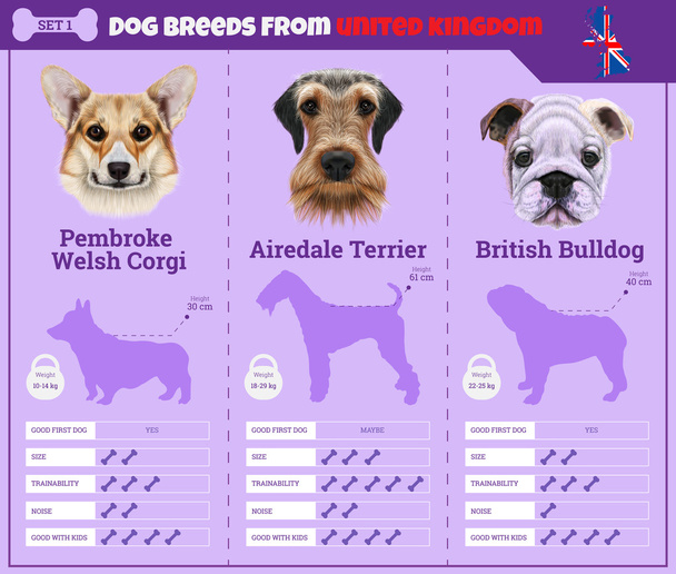 Koirat rotu infographics tyyppisiä koirarotuja Yhdistyneestä kuningaskunnasta
. - Vektori, kuva