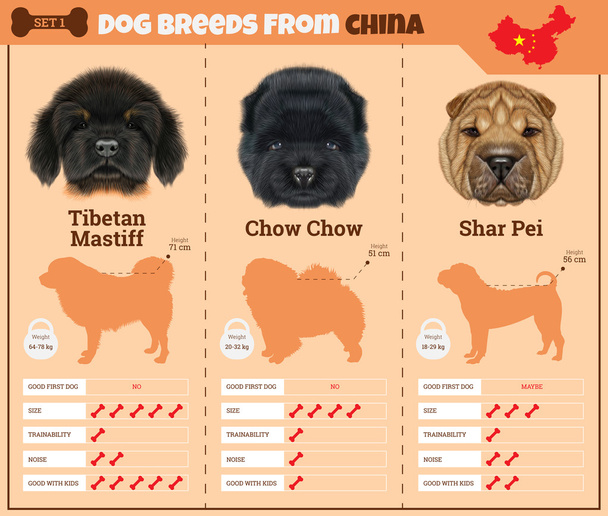 中国からの犬の品種の犬の品種ベクター インフォ グラフィック型. - ベクター画像