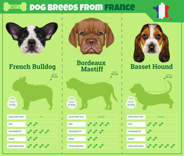 Kutyák fajta vektor infographics típusú kutya tenyészt, Franciaország. - Vektor, kép