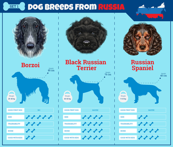 Dogs breed vector infographics types of dog breeds from Russia. - Vector, Image