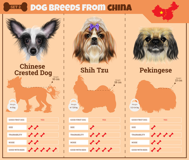 Los perros crían tipos de infografías vectoriales de razas de perros de China
. - Vector, Imagen