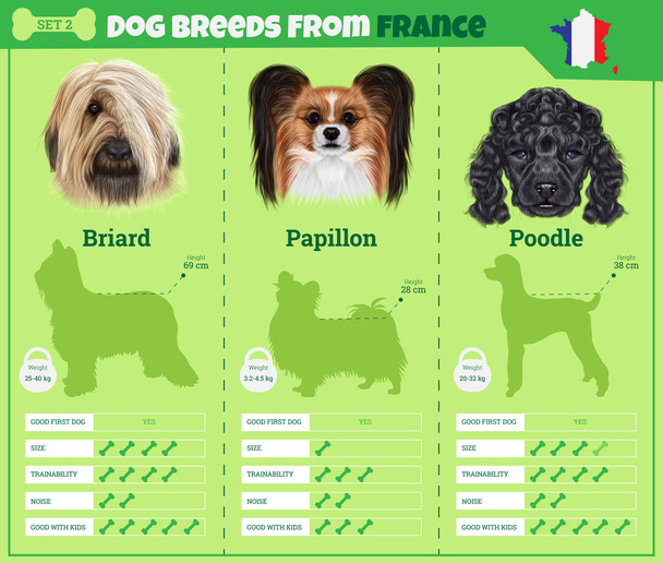 Perros raza vector infografías tipos de razas de perros de Francia
 - Vector, Imagen